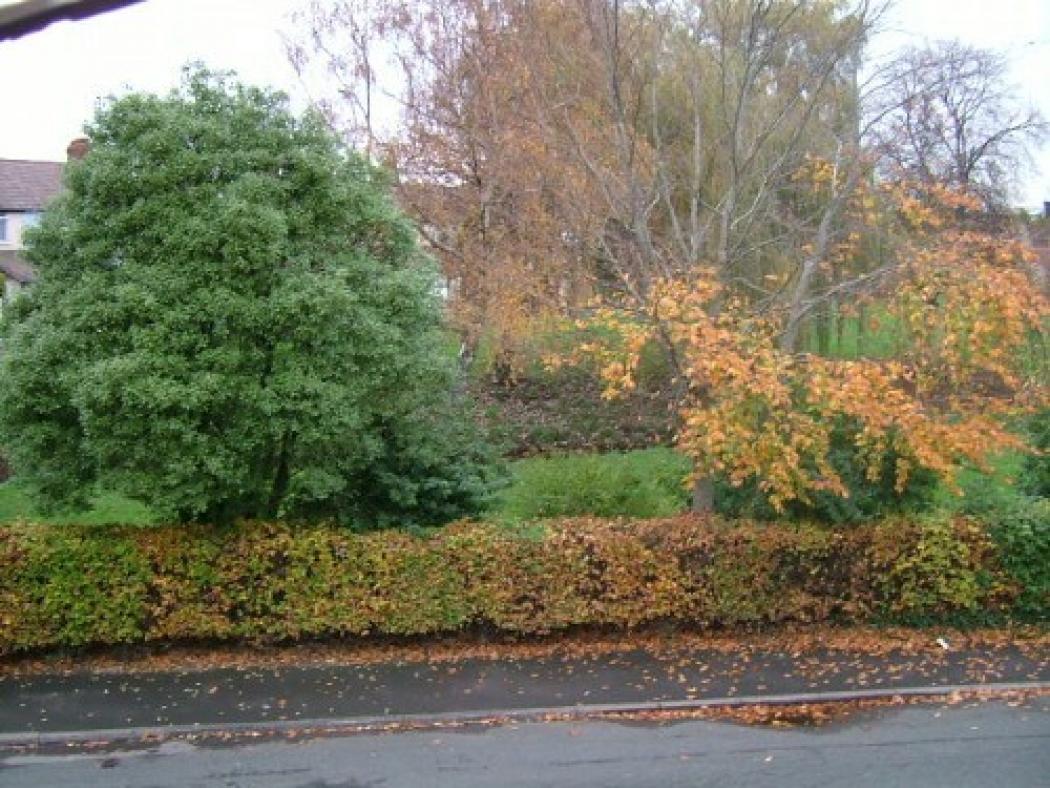 DSCF0153.jpg